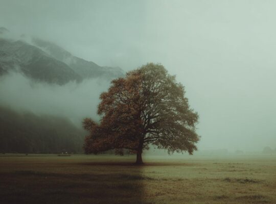 Наследство без завещания в Германии: кто и как получает долю умершего